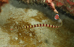 BD-060410-Moalboal--Dunckerocampus-dactyliophorus-(Bleeker.-1853)-[Ringed-pipefish].jpg